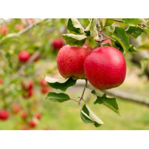 Jabloň domáca (Malus domestica) ´DELIKATES´ - jesenná, výška 120-150 cm, voľnokorenná 